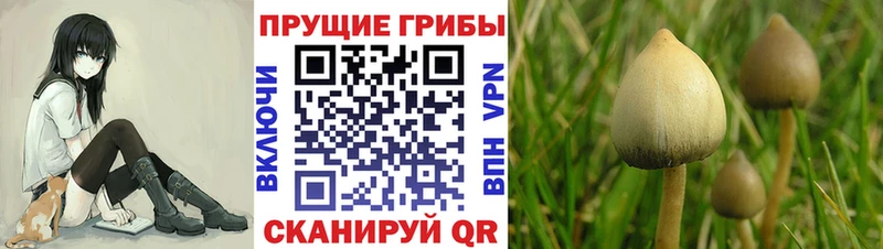 Купить  Нахабино  Галлюциногенные грибы Psilocybine cubensis 
